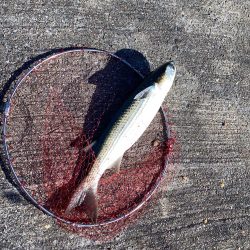 チヌ7枚　自己最高枚数更新